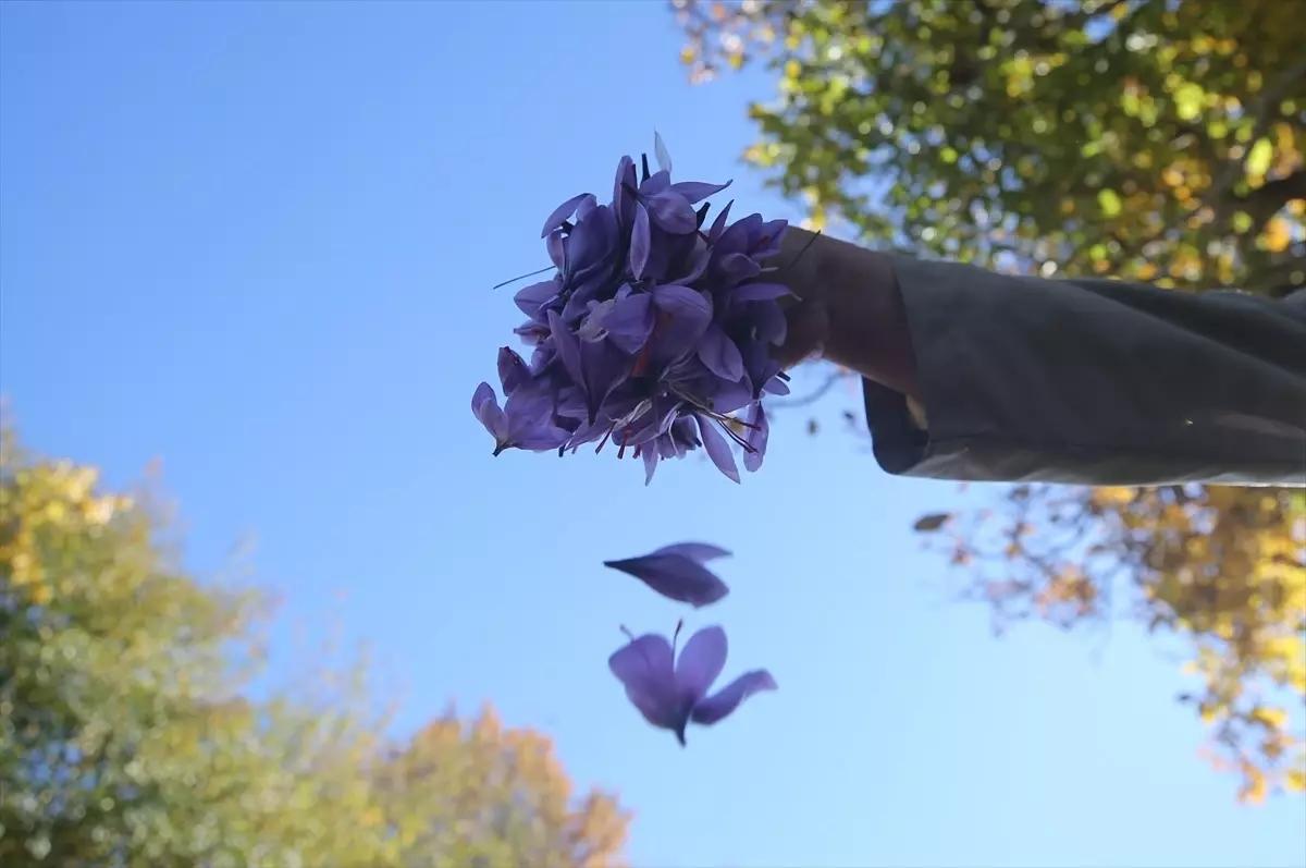 Safran Hasadı Devam Ediyor