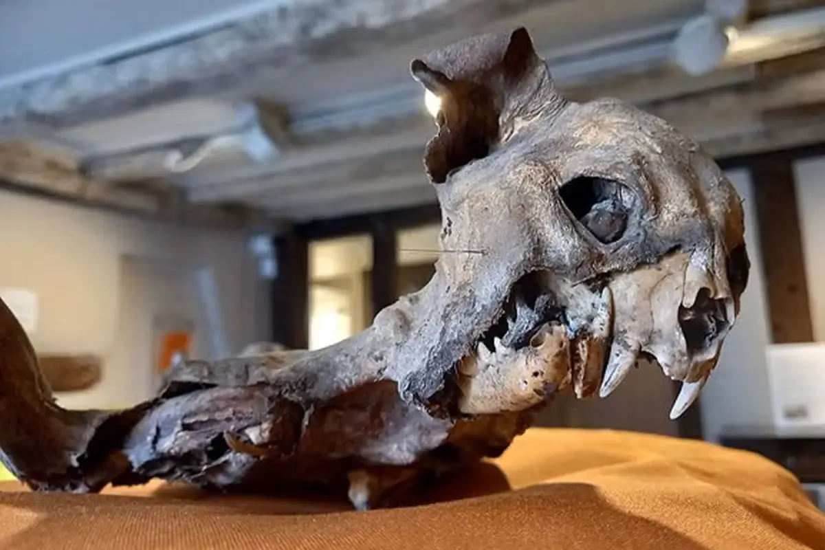 Kilisenin duvarları arasından çıktı, tarihçileri dahi şaşırttı