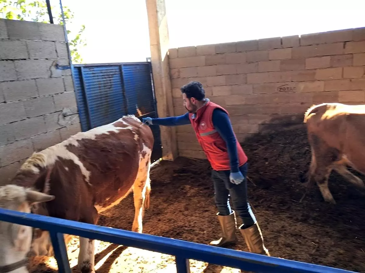 Köşk\'te Büyükbaş Hayvanlar Aşılanıyor