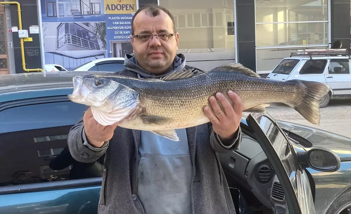 6 Kilogramlık Levrek Amatör Balıkçının Oltasına Takıldı