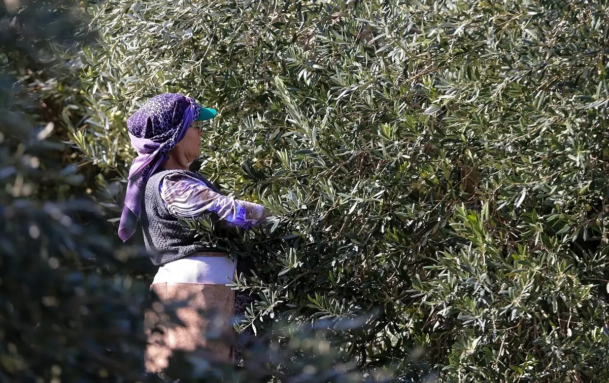 Akhisar\'da Zeytin Kalitesi Zirveye Çıktı