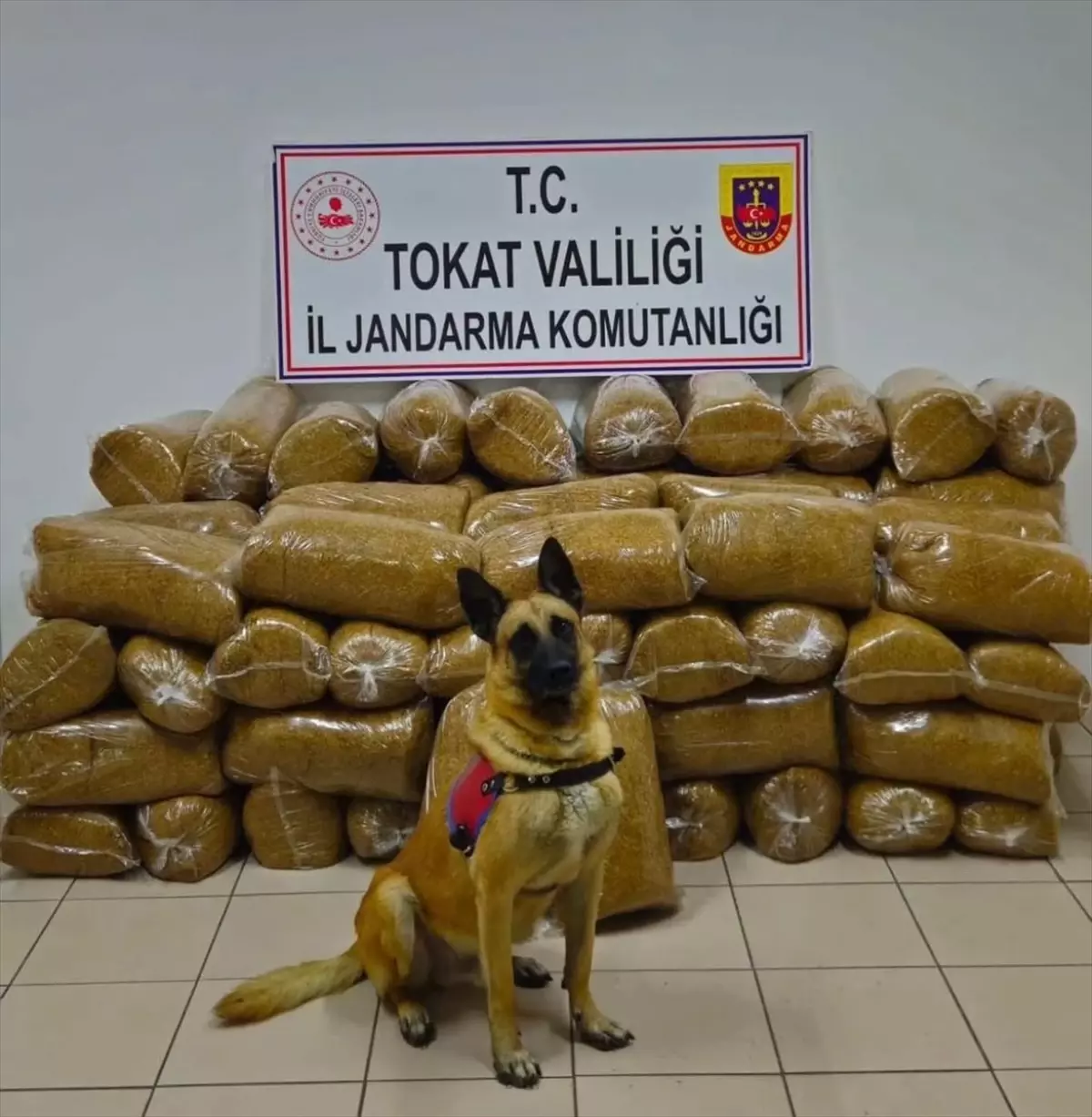 Tokat\'ta 450 kg Kaçak Tütün Ele Ge geçirildi