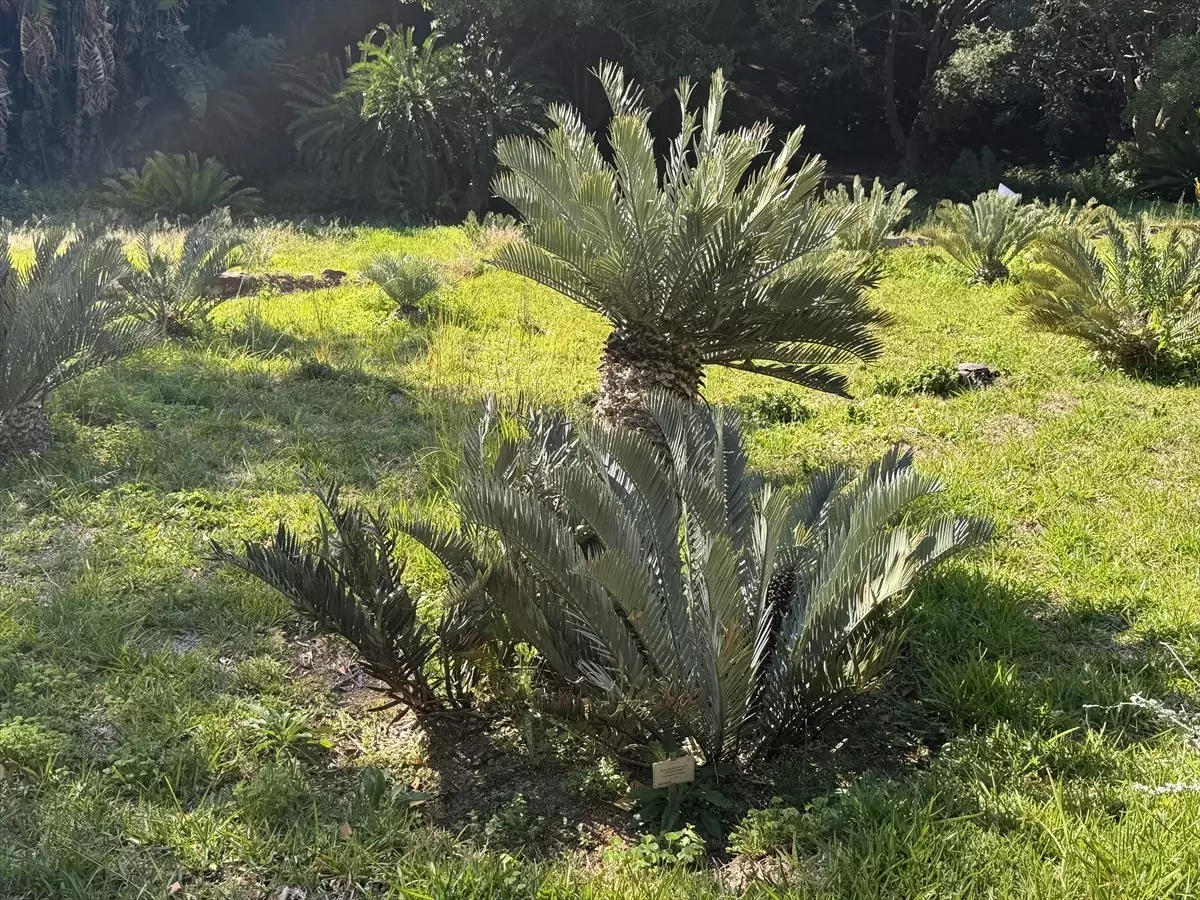 Cape Flora Krallığı: Biyoçeşitliliğin Merkezi