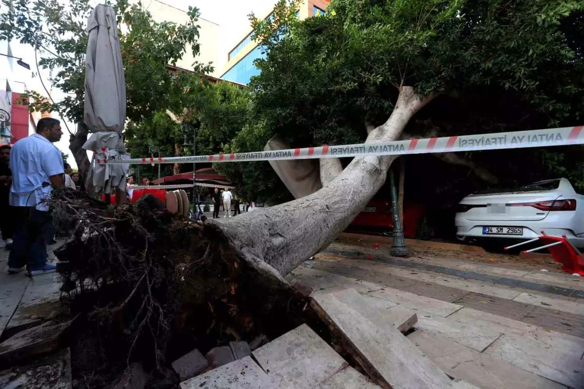 Antalya\'da Devrilen Ağaç 5 Araca Zarar Verdi