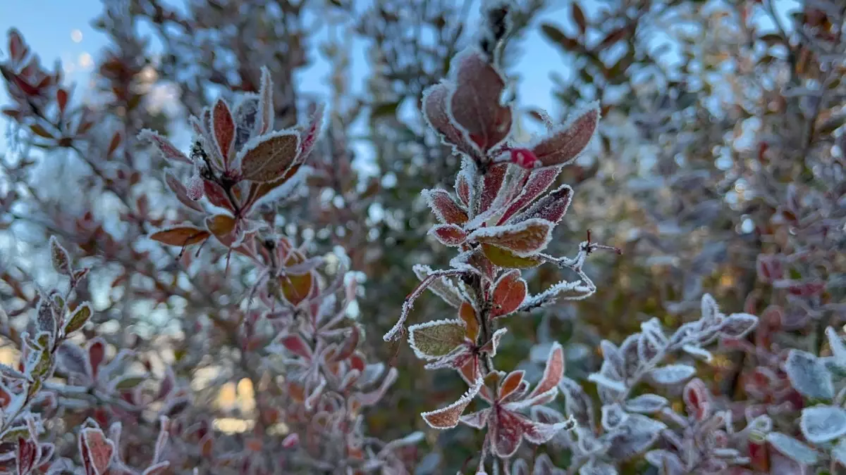 Ardahan\'da Eksi 10 Derece Soğuk