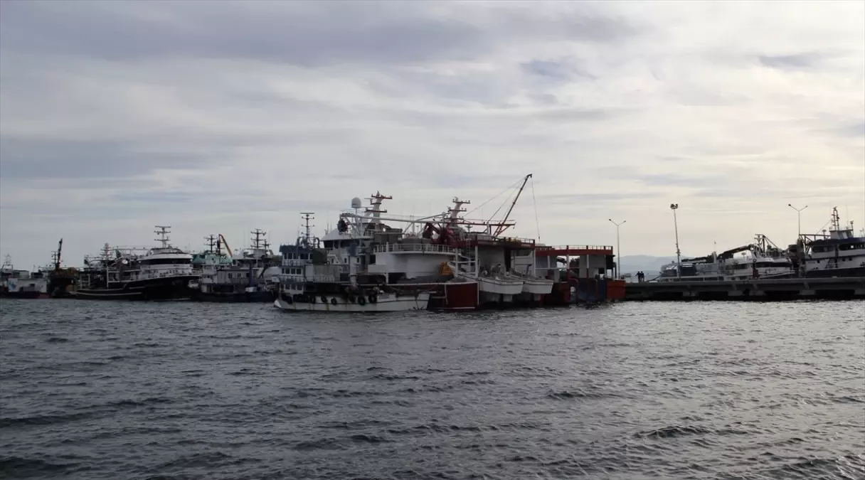 Sinop\'ta Hamsi Sezonu Bereketli Geçiyor