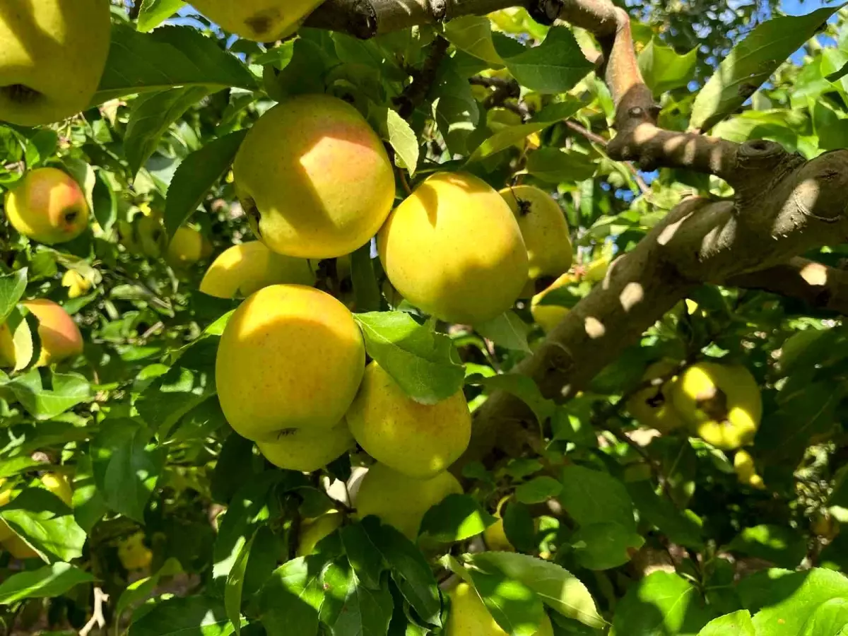 Buldan\'da Elma Hasadı Bereketli Geçiyor