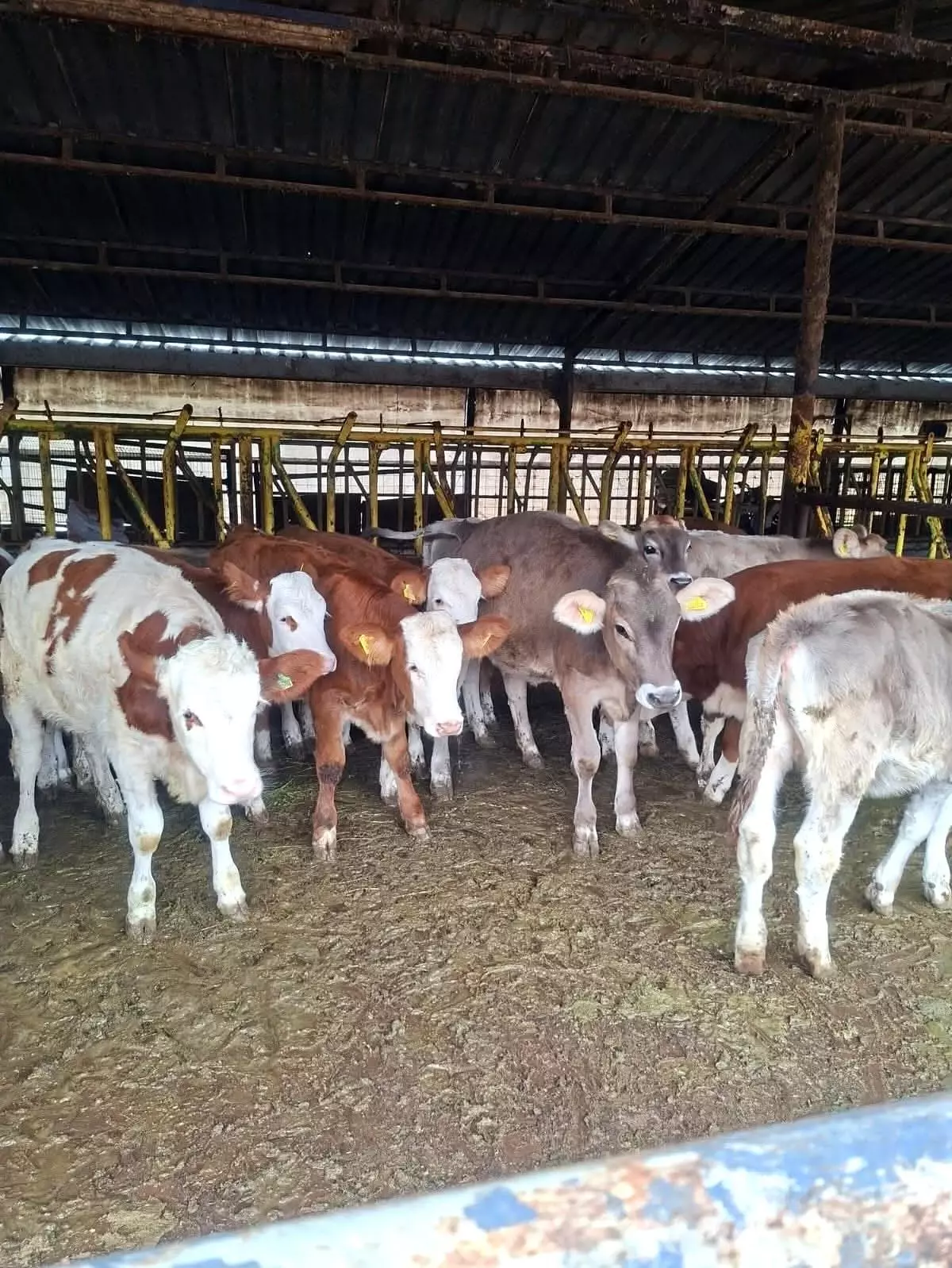 Brusella Aşısı Uygulandı