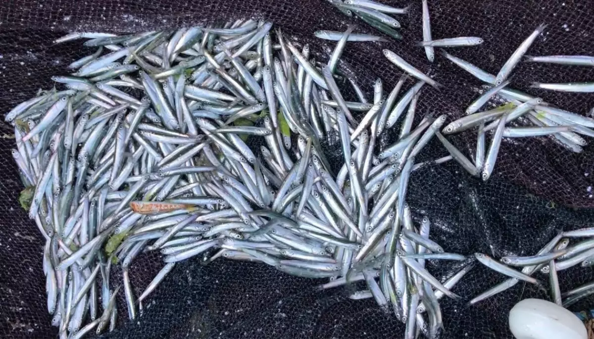 Karadeniz Hamsisi Küçülüyor