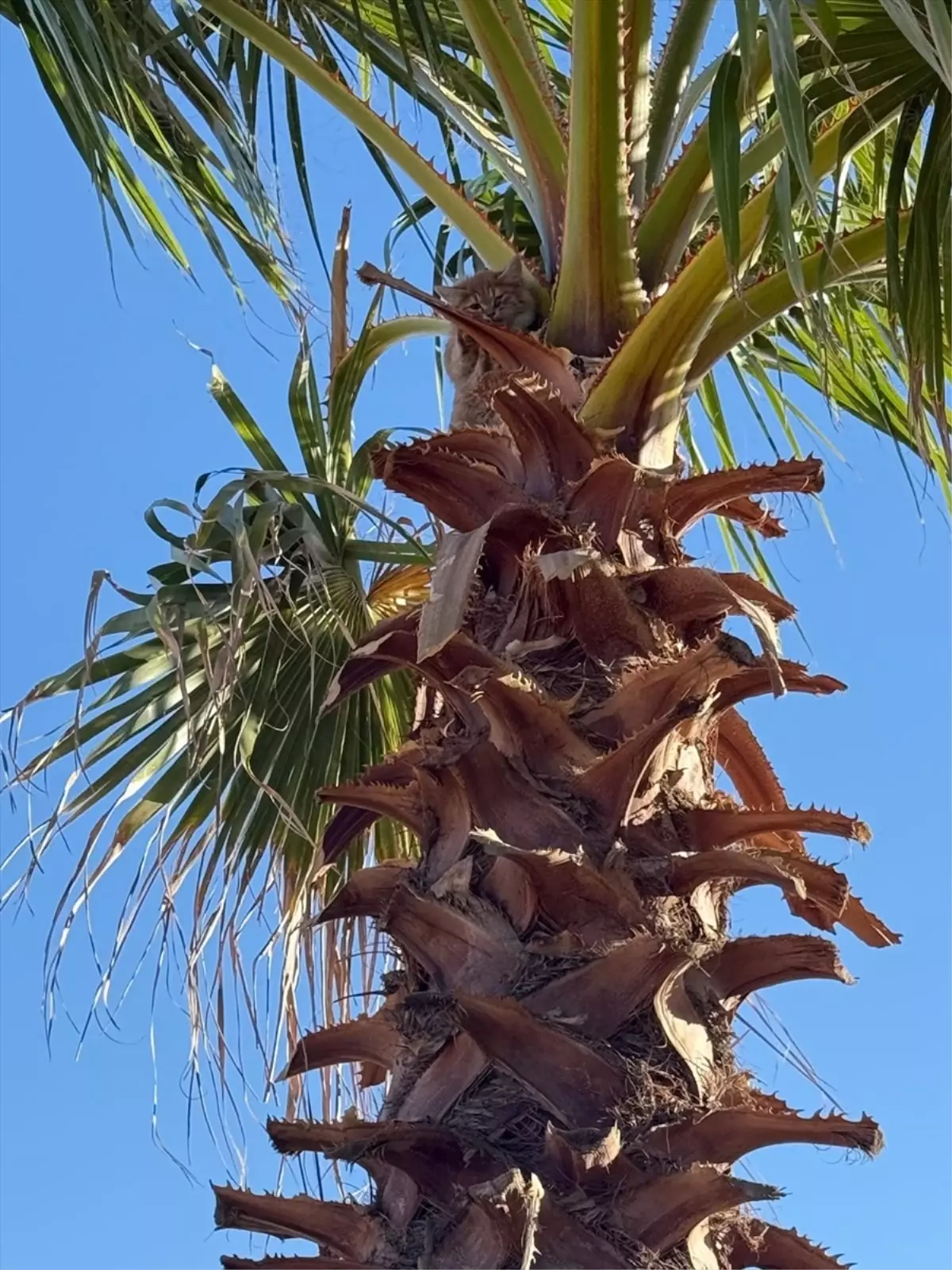 Ağaçta Mahsur Kalan Kedi Kurtarıldı