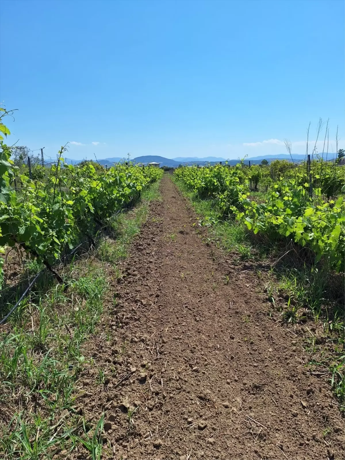 TÜBİTAK\'tan OMÜ\'ye Destek