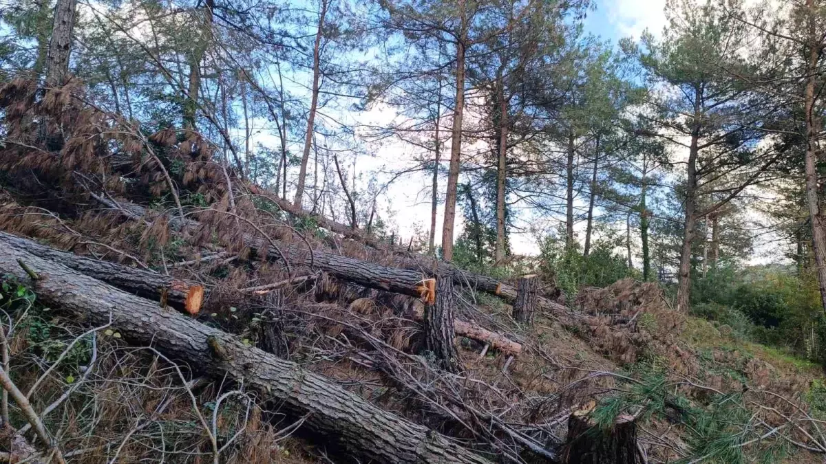 Hatay\'da 20 Kızılçam Ağacı Kesildi