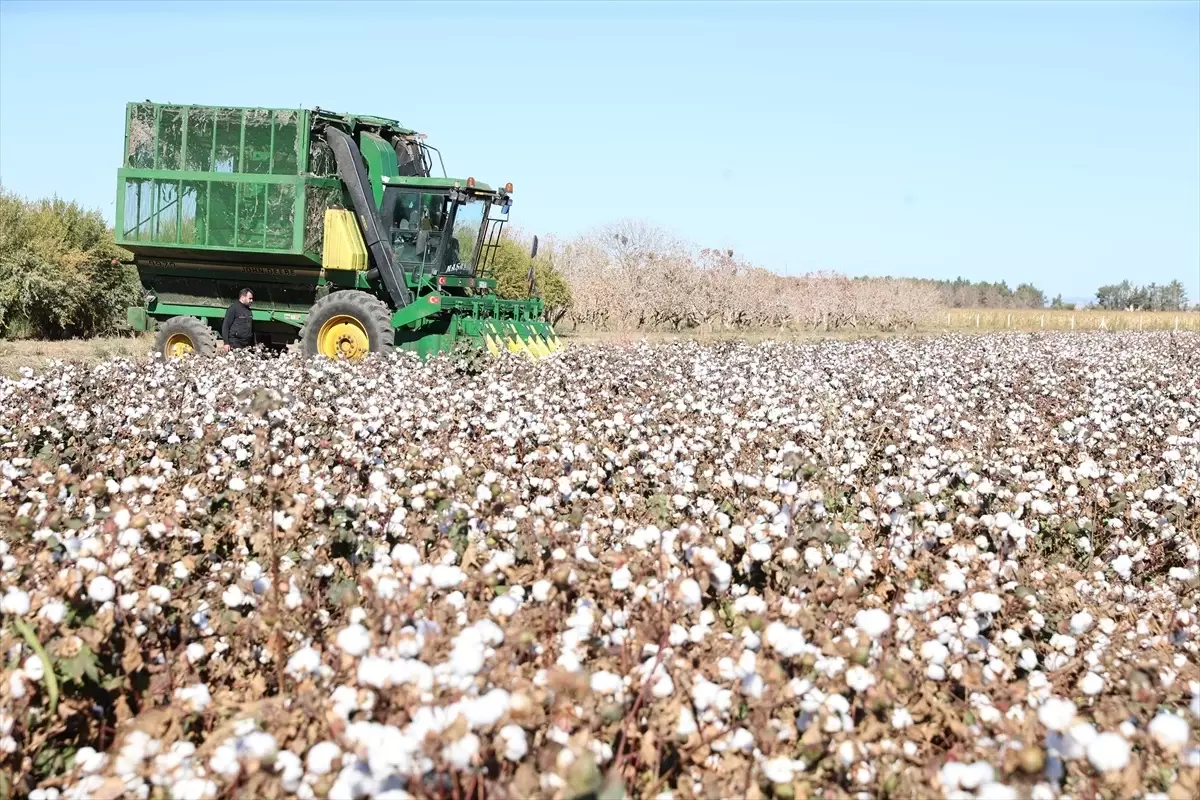 Şanlıurfa\'da İyi Pamuk Projesi Tarla Günü
