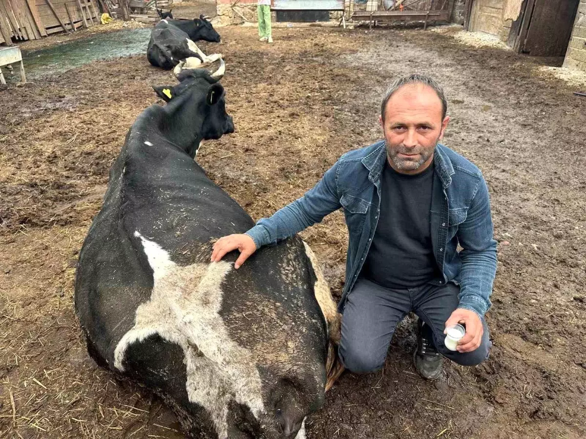 Yenişehir\'de Şap Hastalığı Besicileri Vurdu