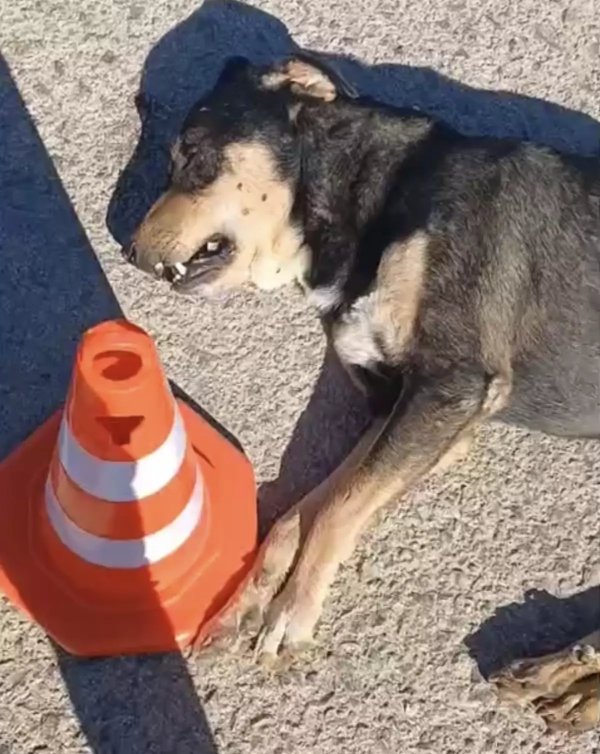 Sahipsiz Köpek Tabancayla Vuruldu