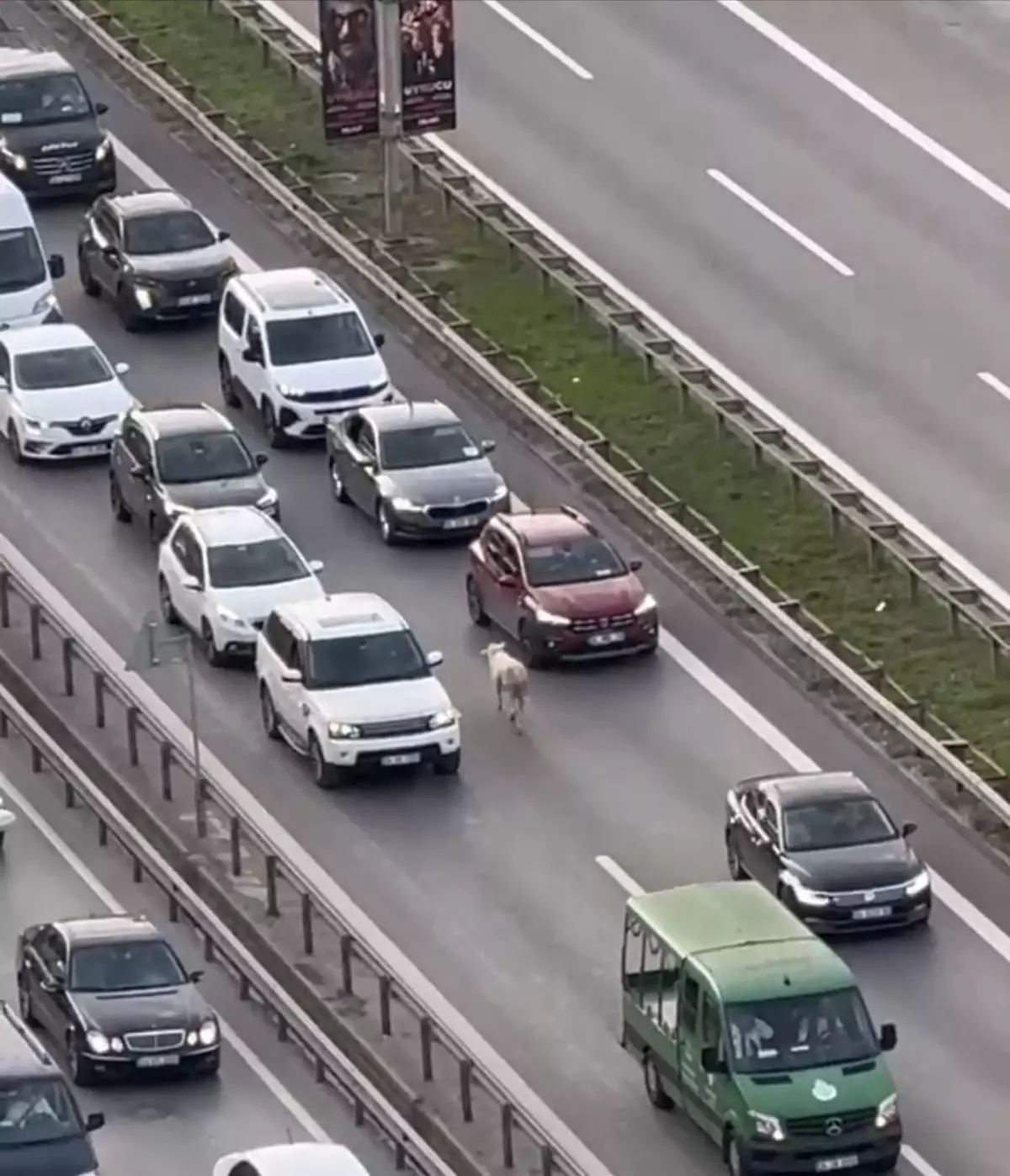 Nereden çıktığını kimse anlamadı! Trafiği birbirine kattı