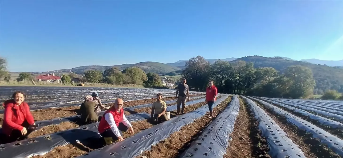 Engiz Çileği Üretimi İçin Teknik Destek