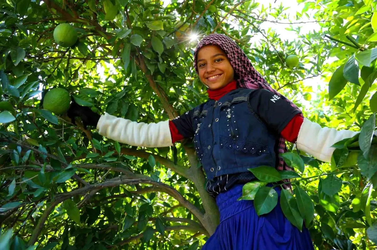 Adana\'da Portakal Hasadı Başladı