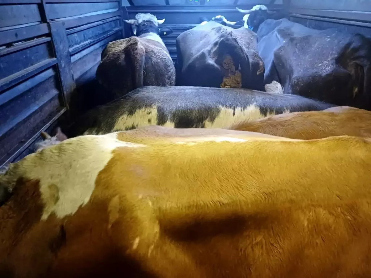 Artvin\'de Hayvan Hırsızlığına Operasyon