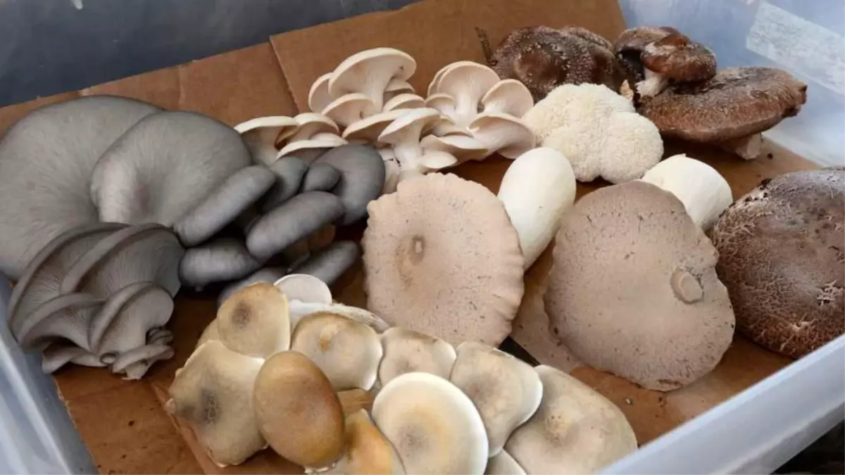 Mantarların Sağlığa Faydaları