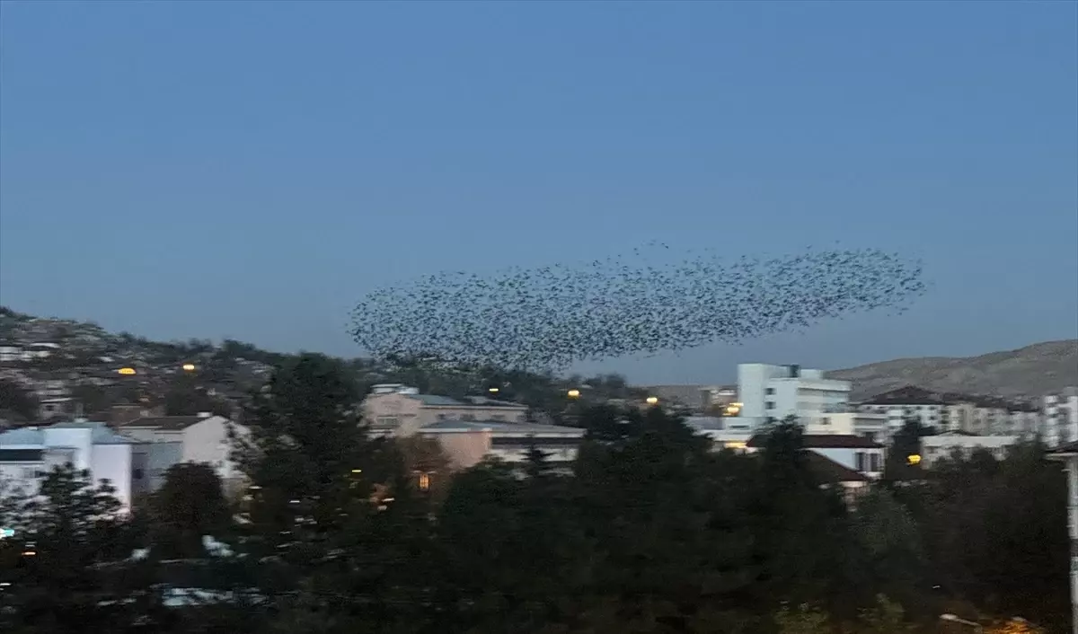 Çankırı\'da Sığırcıkların Dansı