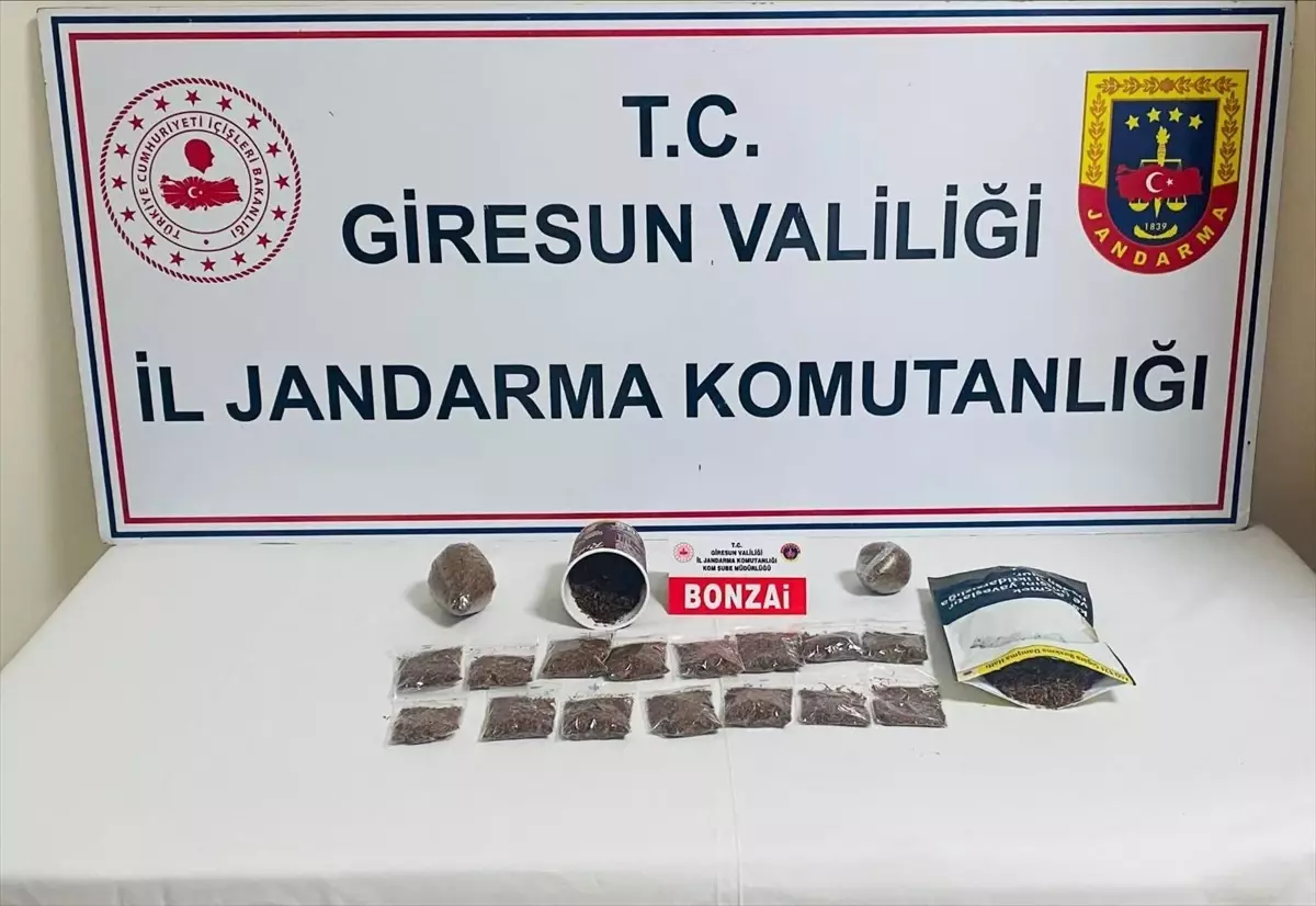 Giresun\'da Uyuşturucu Operasyonu: 1 Tutuklama
