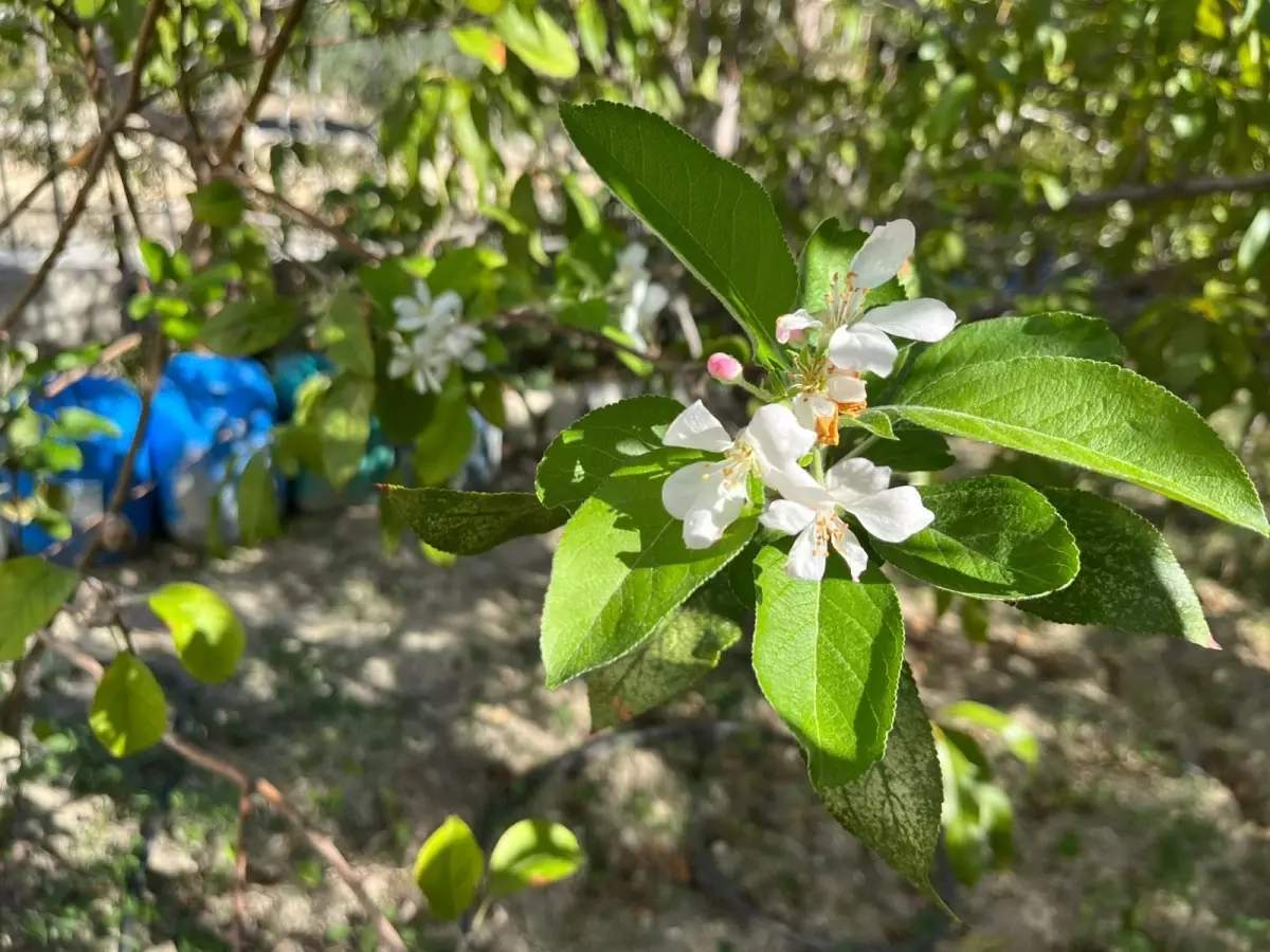 Hatay\'da Meyve Ağaçları Erken Çiçek Açtı