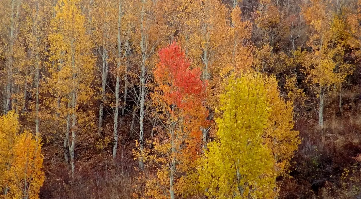 Sarıkamış\'ta Sonbahar Renkleri