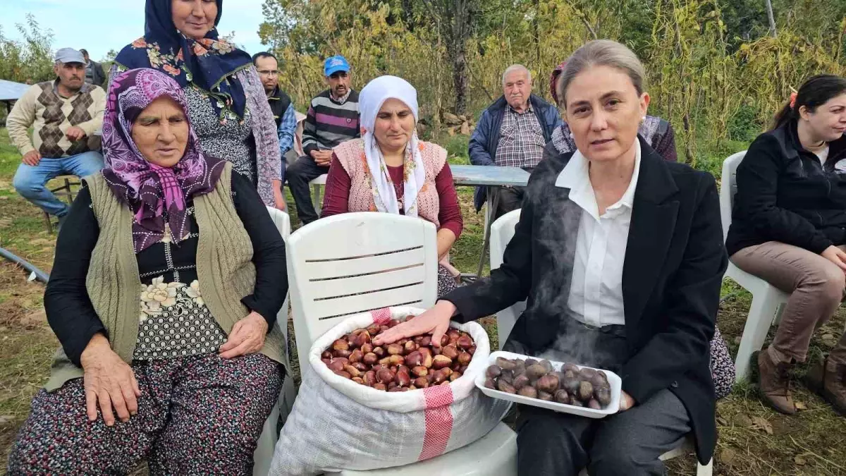 Nazilli\'de Kestane Hasadı Renkli Görüntülerle Gerçekleşti