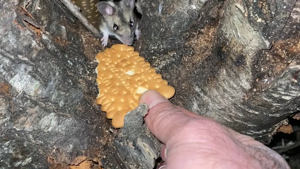 Nesli tükenmekte olan fareyi lokumlu bisküviyle besledi