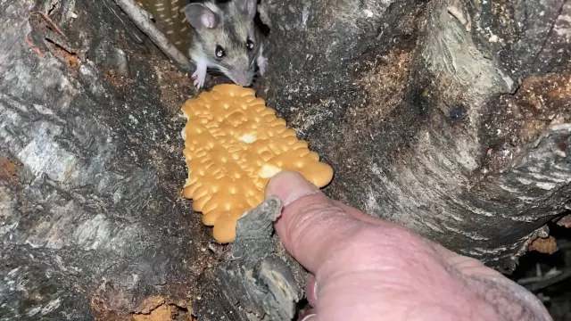 Nesli tükenmekte olan fareyi lokumlu bisküviyle besledi