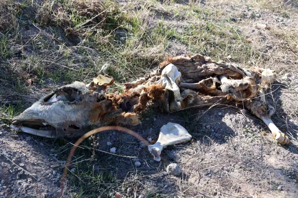 Nevşehir\'de Boş Araziye Atılan Ölü Buzağılar Çevreyi Tehdit Ediyor
