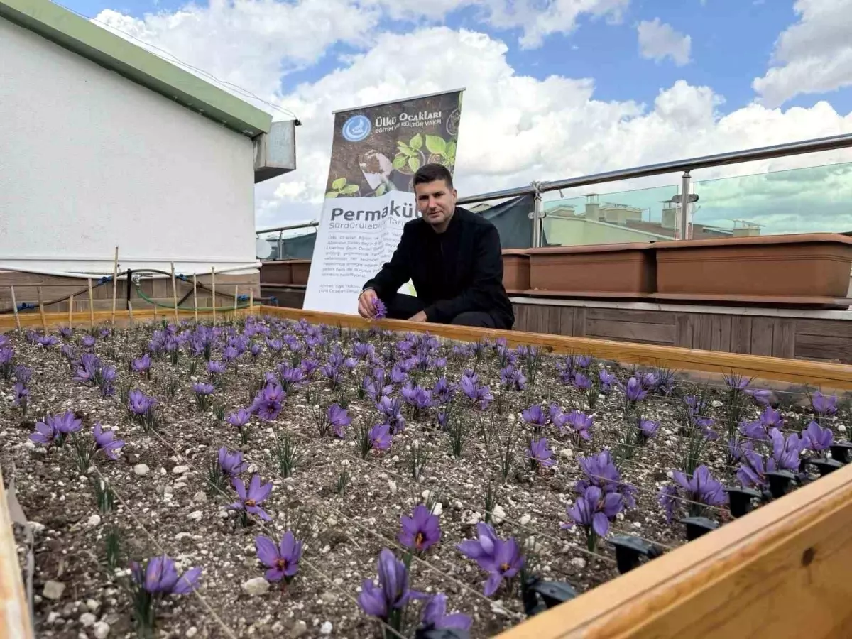 Ülkü Ocakları\'nda Başarılı Safran Hasadı