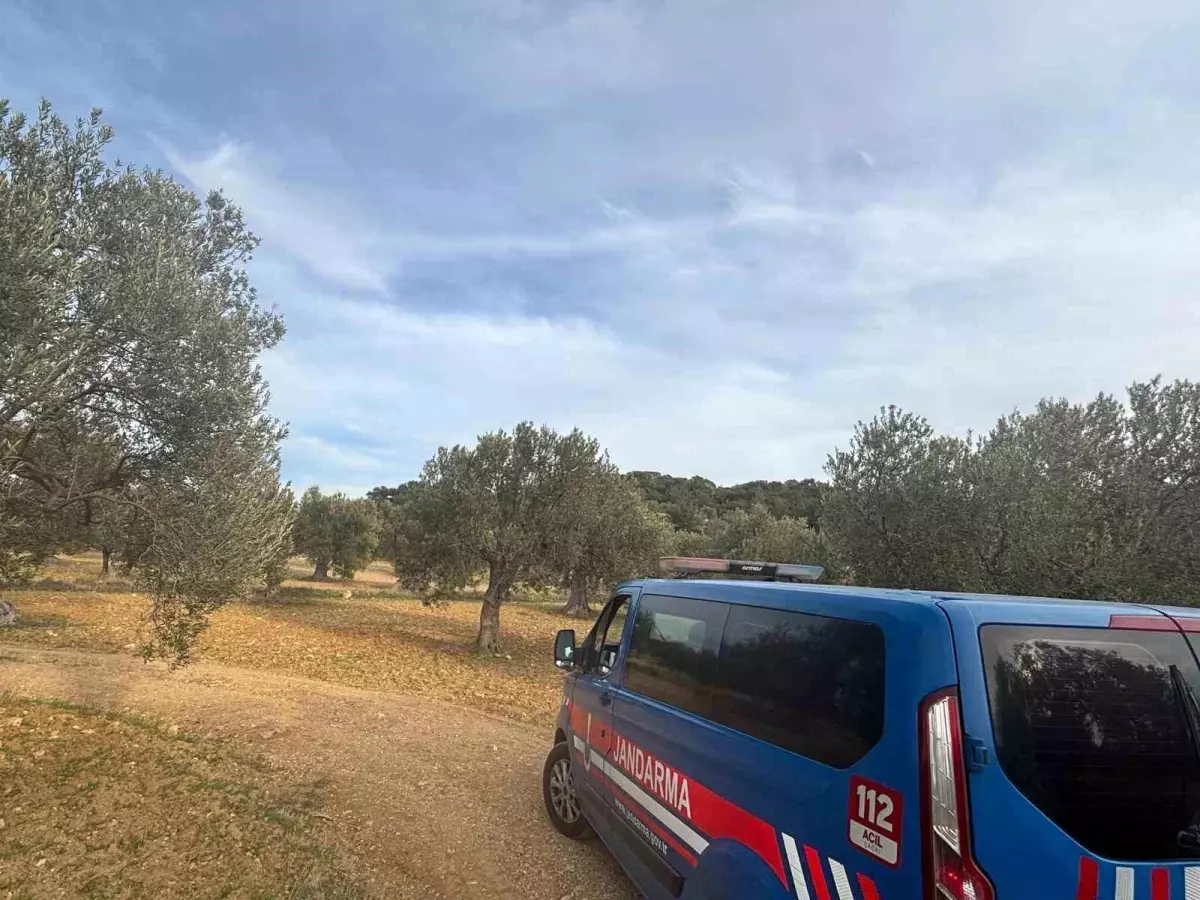 Aliağa\'da Zeytin Hasadı Başladı