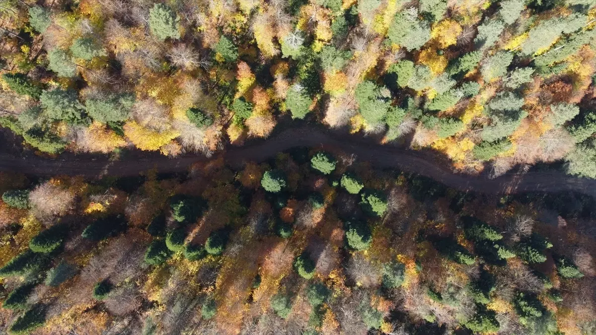 Küçükelmalı Tabiat Parkı\'nda Sonbahar Renkleri