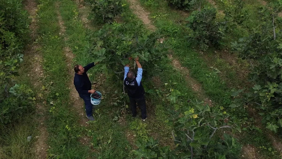 İnhisar\'da İncir Hasadı Devam Ediyor