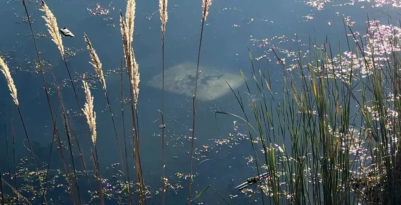 Ehliyetsiz Sürücü Gölete Düştü