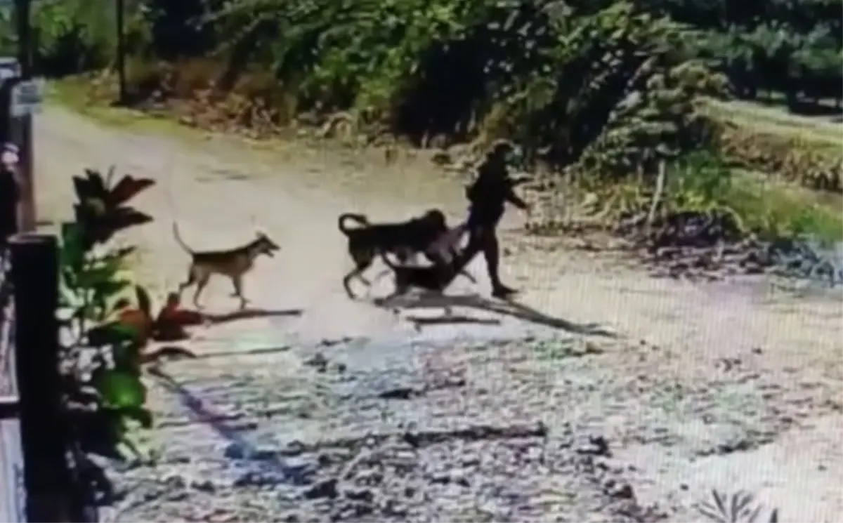 Kangal Köpek Hırsızlığı Güvenlik Kamerasında