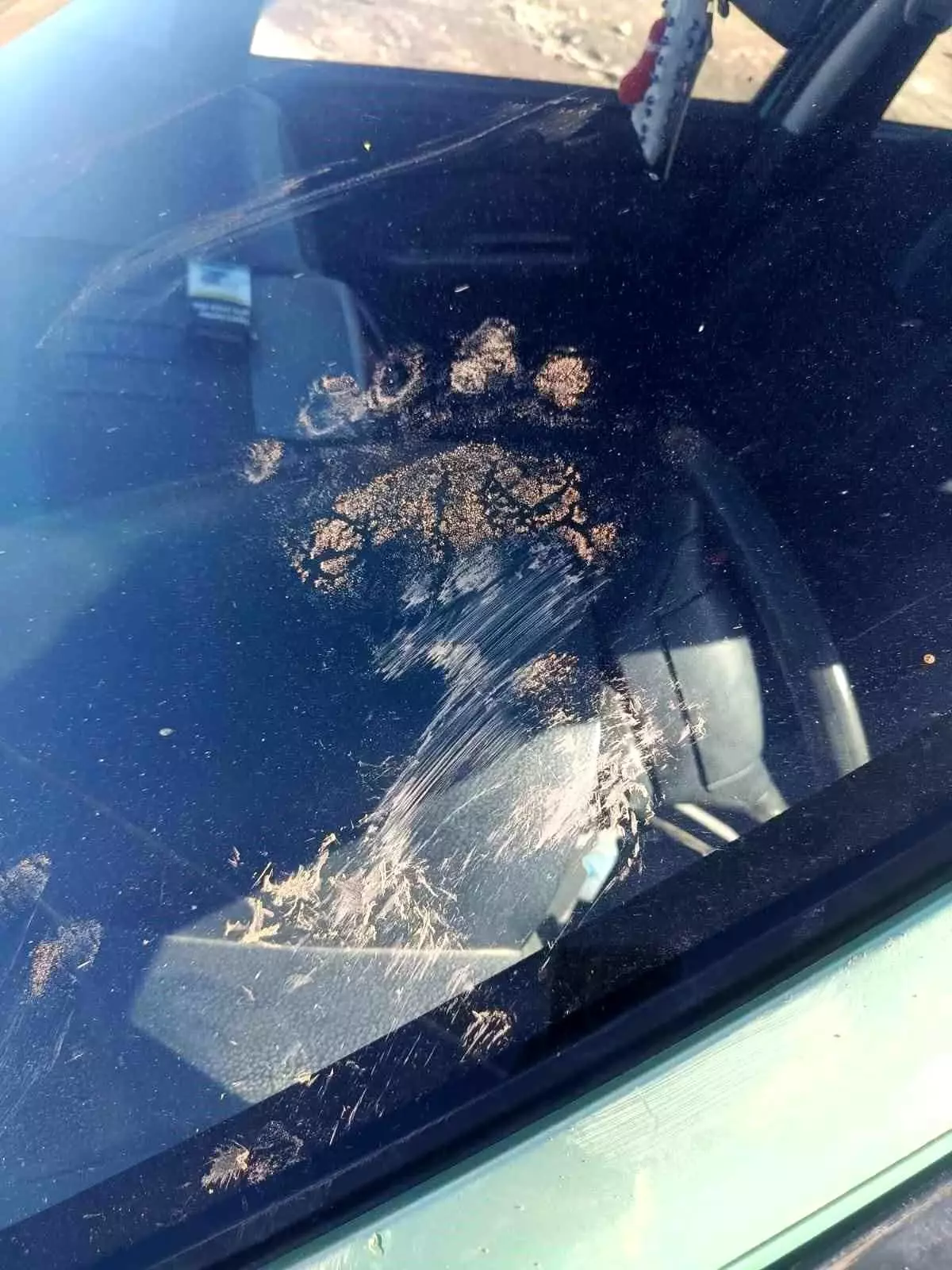 Gümüşhane\'de Ayı Araçta Hasar Yaratmış