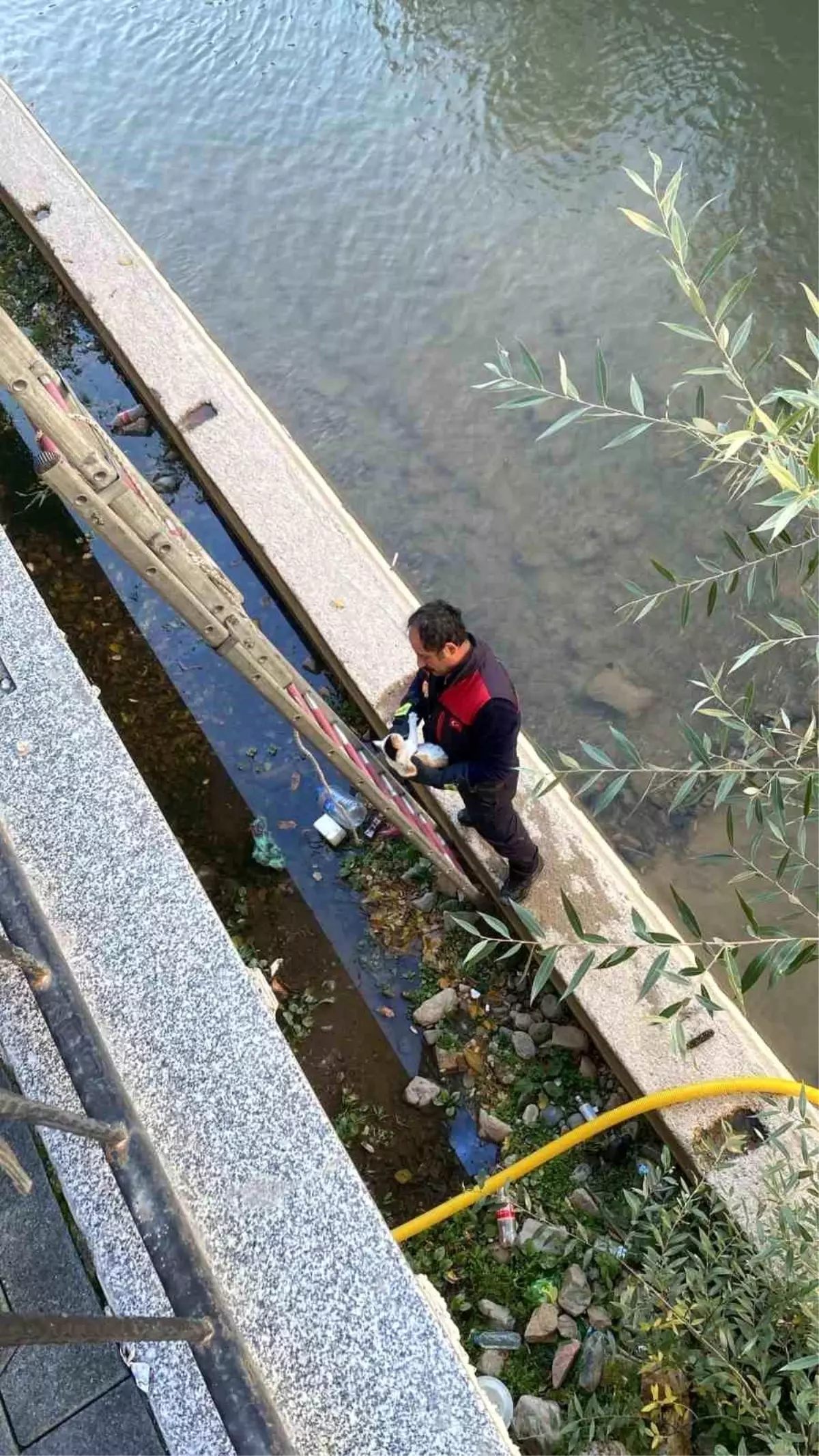 Harşit Çayı\'na Düşen Yavru Kedi İtfaiye Ekipleri Tarafından Kurtarıldı