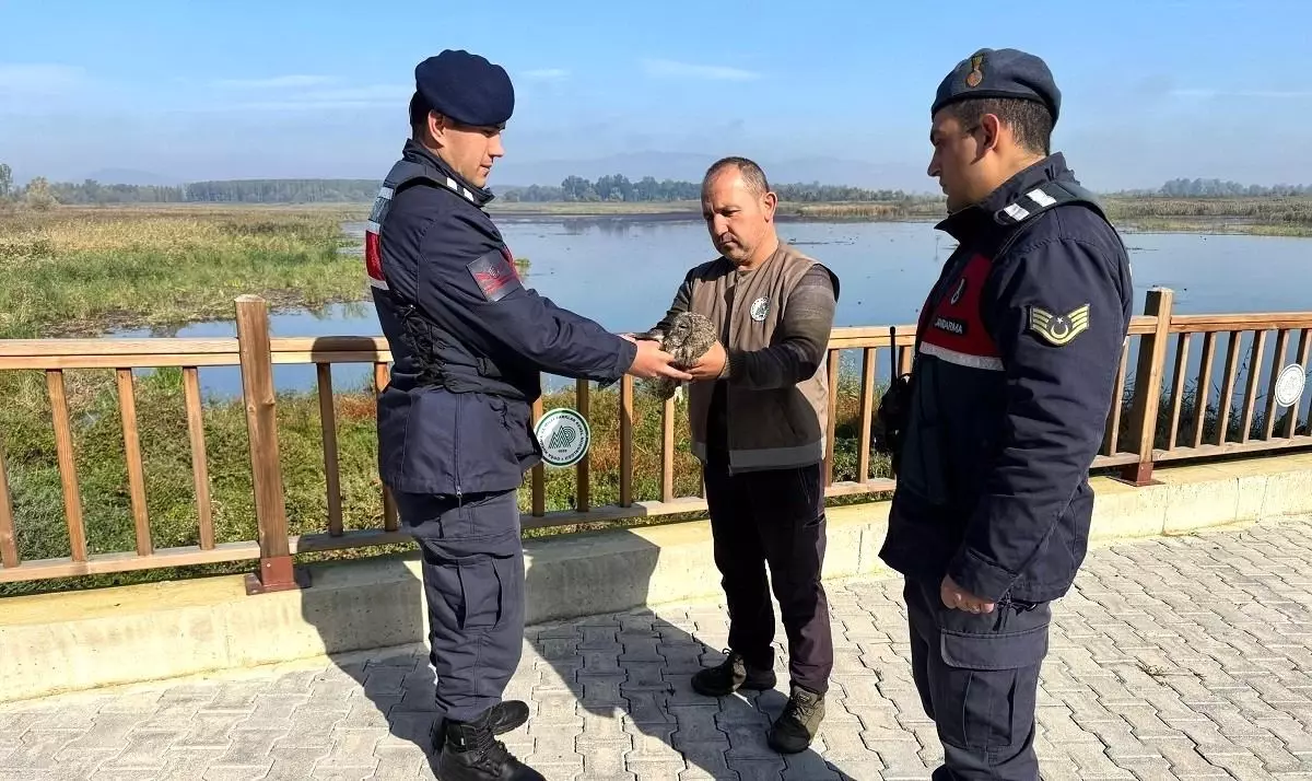 Düzce\'de Jandarma Yaralı Baykuş ve Kediyi Kurtardı