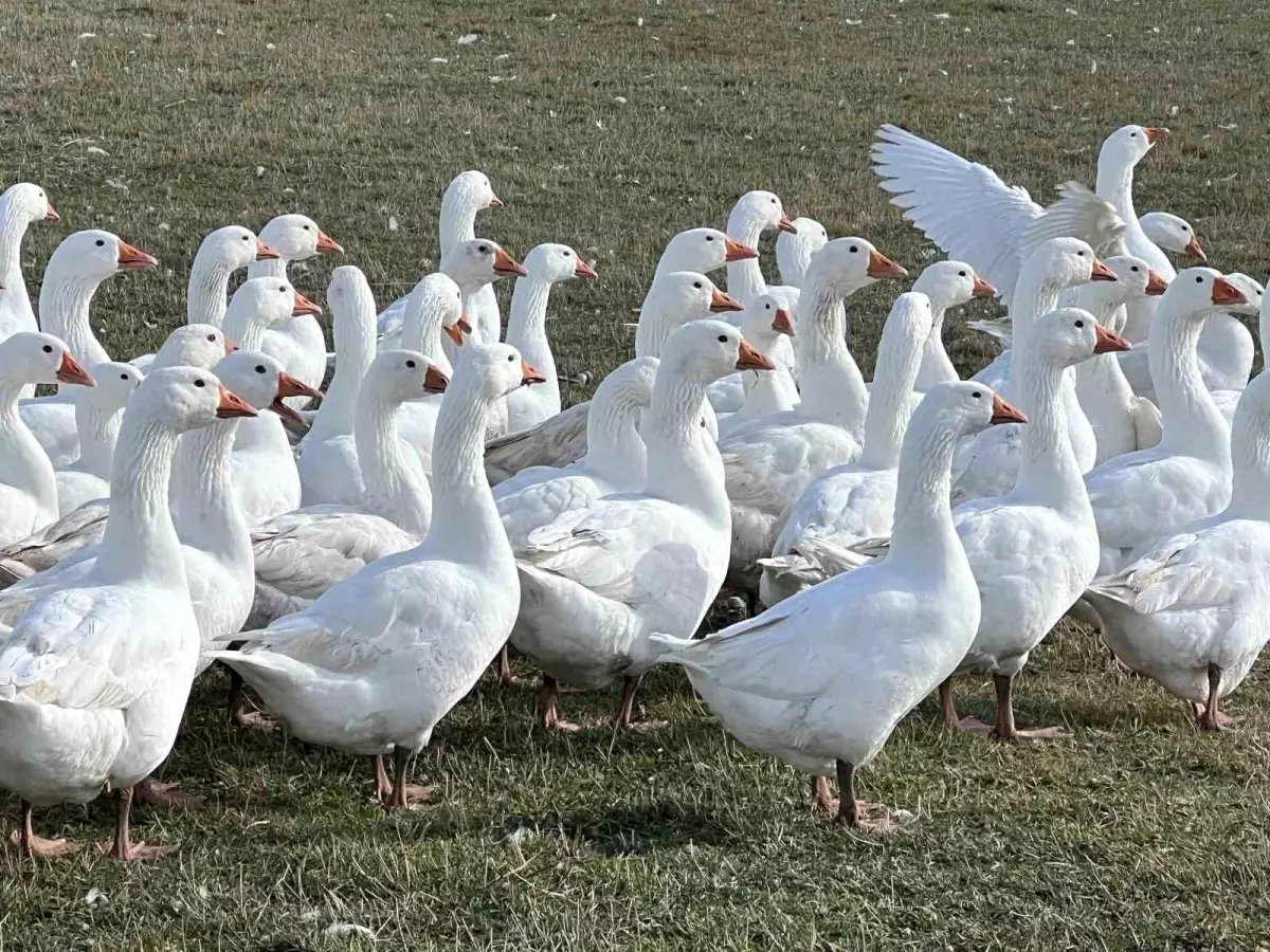 Kars\'ta Kaz Kesim Sezonu Başladı