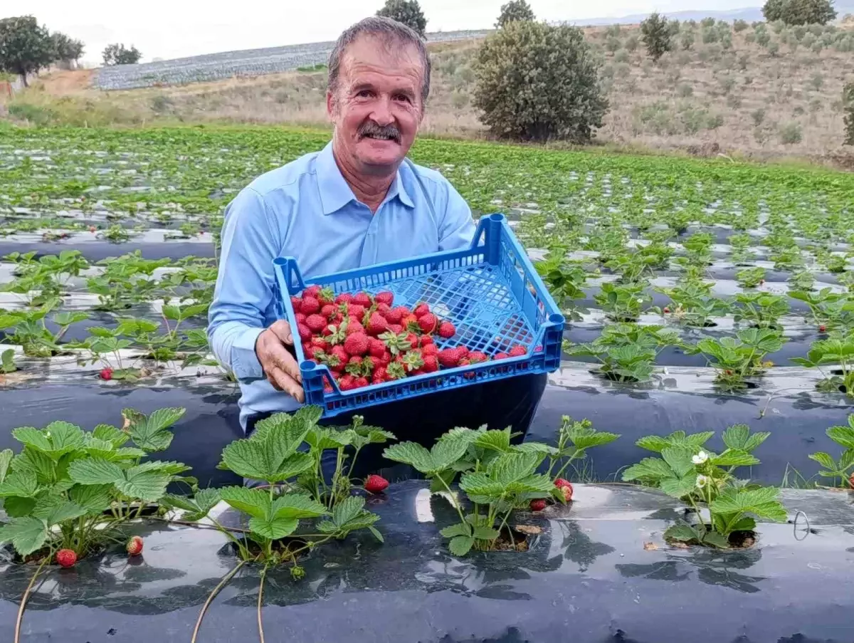 Köprübaşı\'nda Çilek Üretimi Dört Mevsim Sürüyor