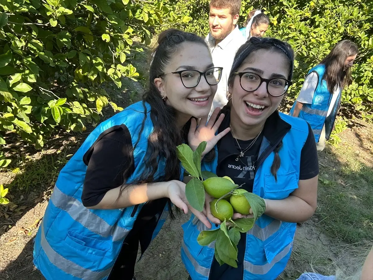 Gönüllü Gençlerden Narenciye Hasadı Desteği