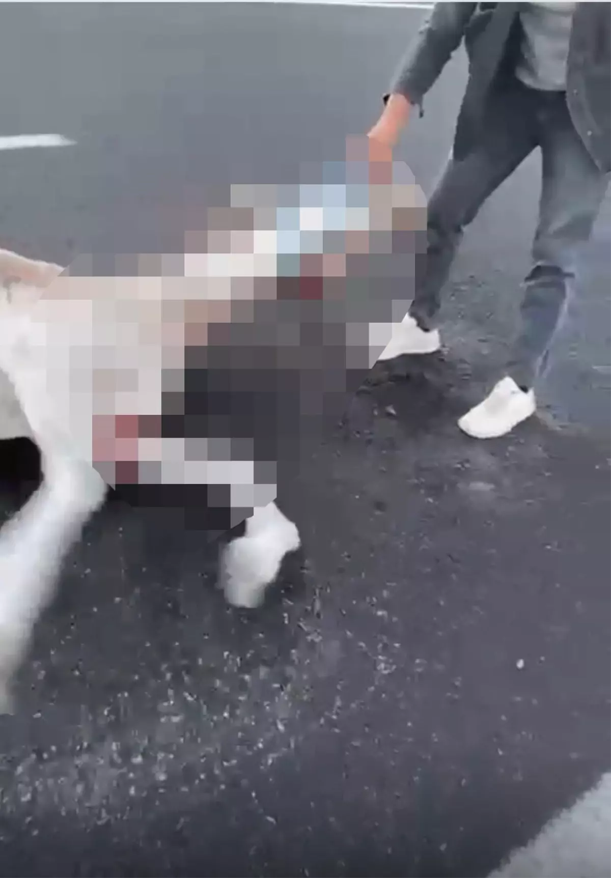 Başıboş Atlara Otomobil Çarpması Sonucu 2 At Öldü