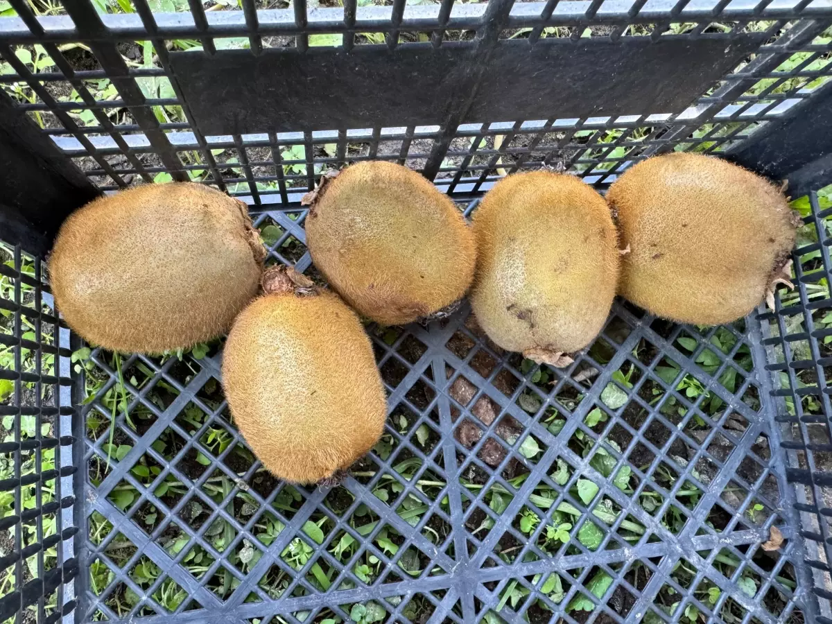 Kivi Hasadında Erken Müdahale Uyarısı