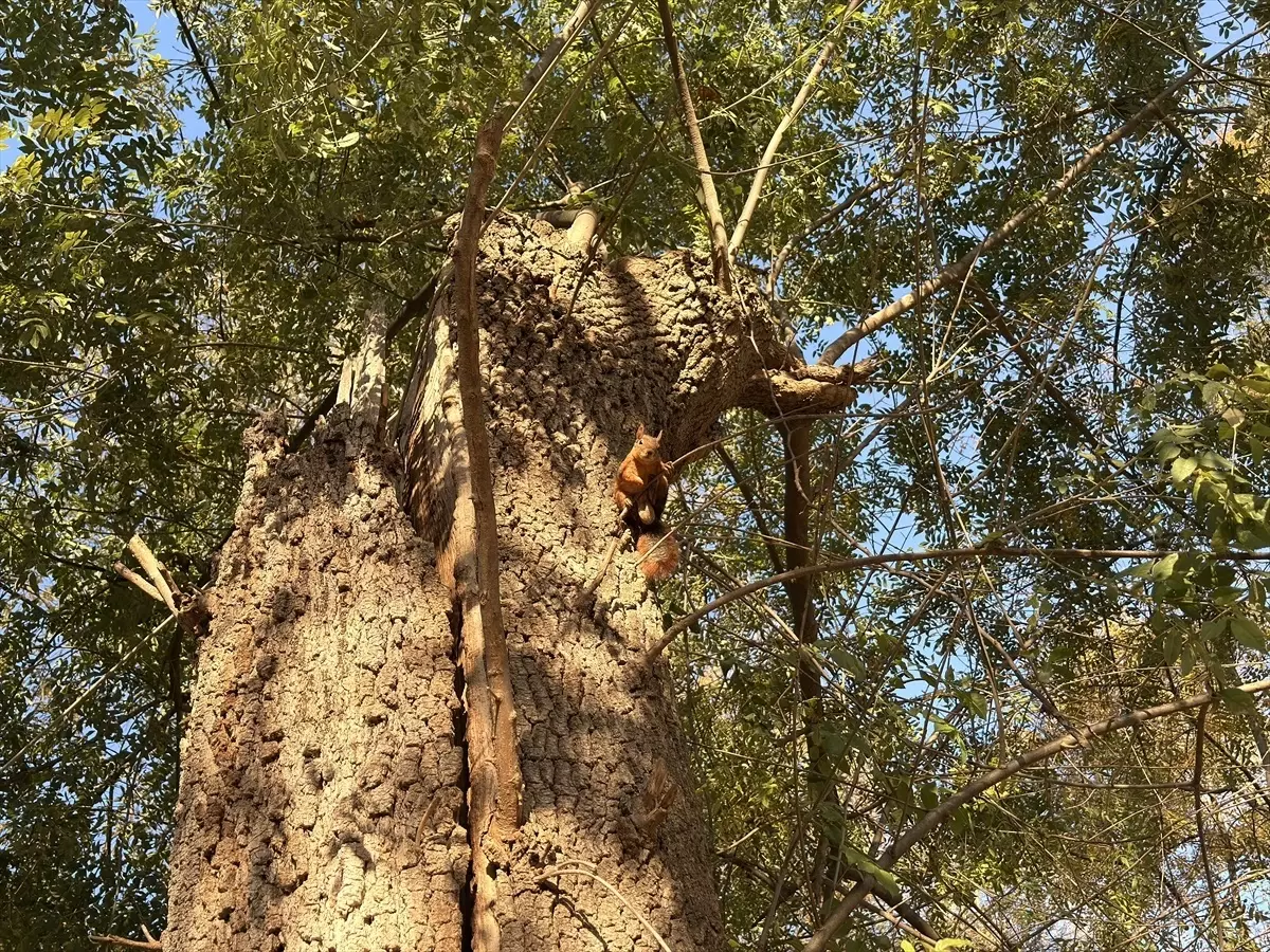 Samsun\'da Sincapların Sevimli Anları