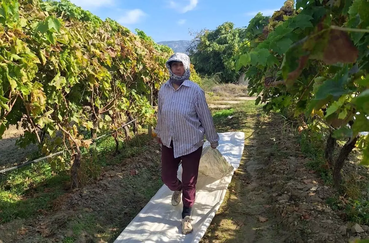 Sarıgöl\'de Üzüm Hasadı ve Koruyucu Örtülerin Sökümüne Başlandı