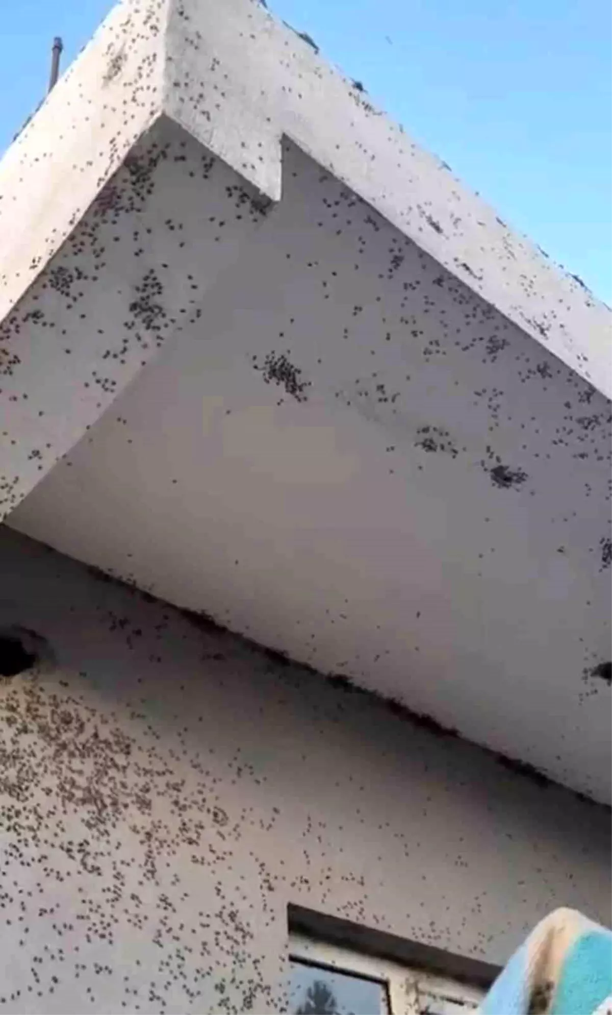 Siirt\'te Sinek İstilasına Tepkiler