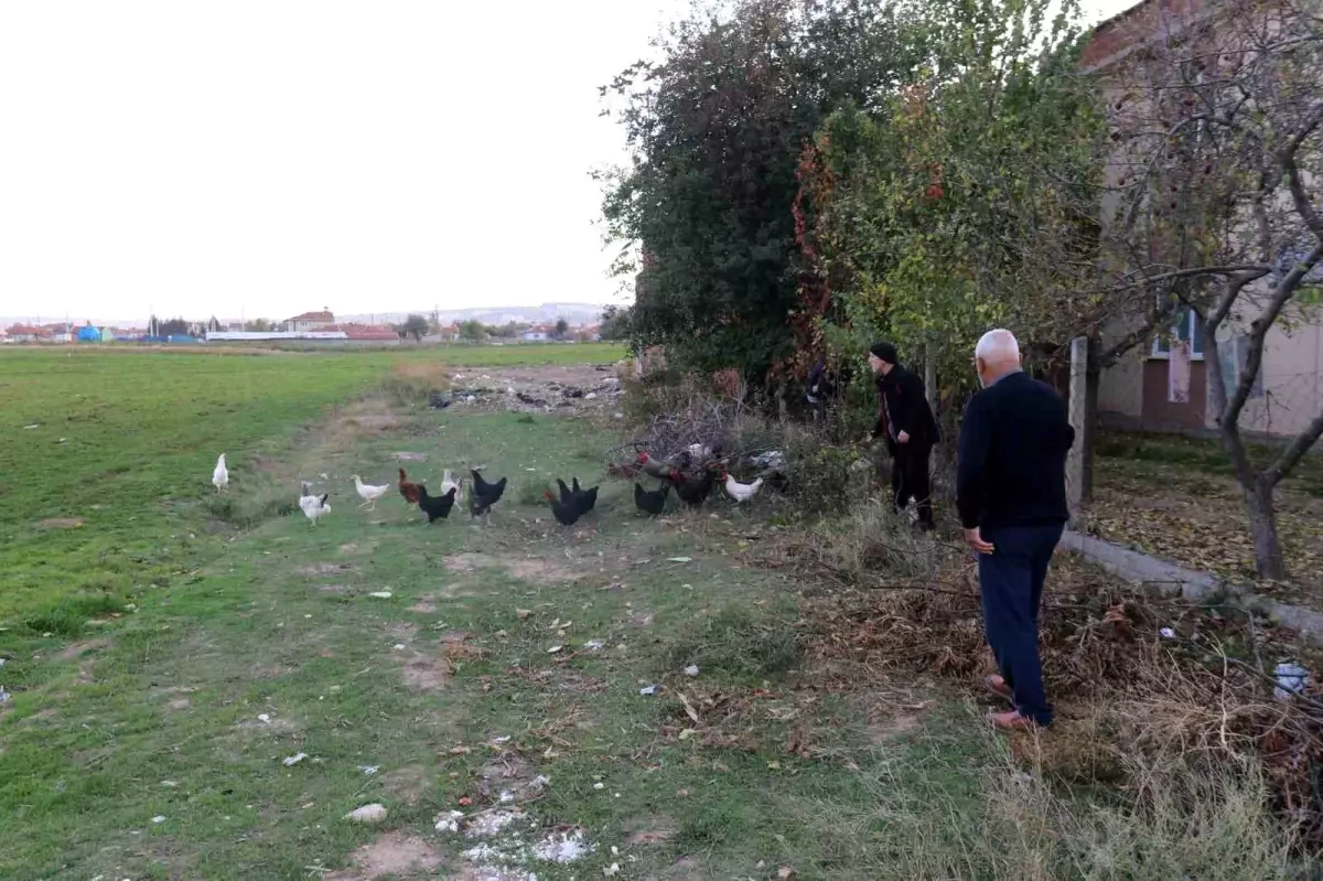 Eskişehir\'de Mahalleli, Başıboş Köpeklerden Şikayetçi: Tavukları Korumak İçin Çobanlık Yapıyorlar